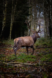 Deer in a forest