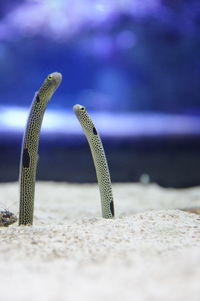 Close-up of crab on sand