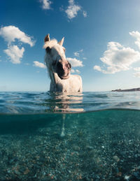 White horse swims in the sea