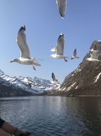 Seagulls flying over sea against sky