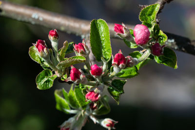 Close-up of pink flowering plant