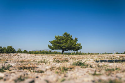 Trees on field against clear blue sky