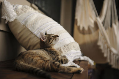 Close-up of cat lying on bed