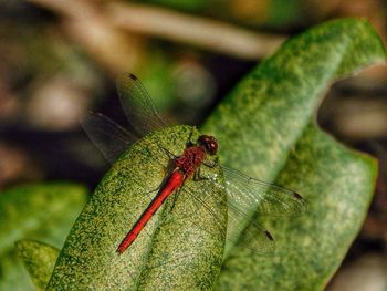 Close-up of insect on leaf