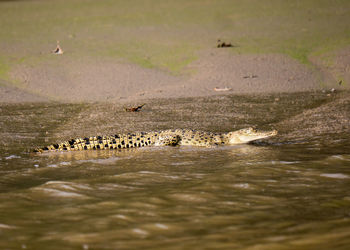 Alligator swimming in lake