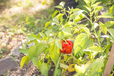 Close-up of red berries growing on plant