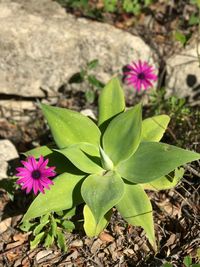 Close-up of pink flowers blooming outdoors