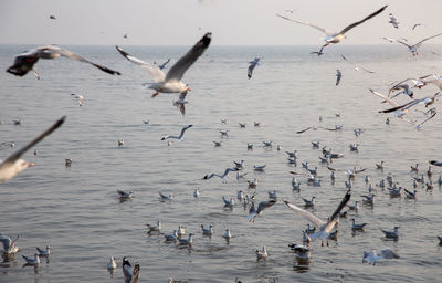 Flock of seagulls flying over sea