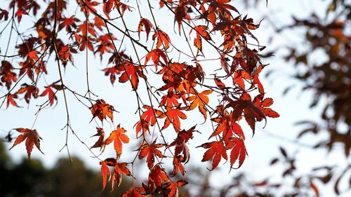 Low angle view of maple leaves on tree