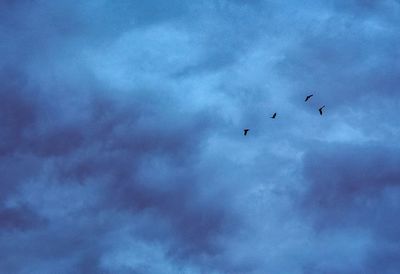 Low angle view of birds flying in sky