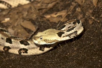 Close-up of snake in zoo