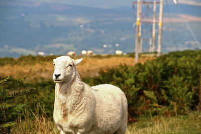 Friendly sheeps found wandering around wales