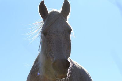 Close-up of a horse against the sky