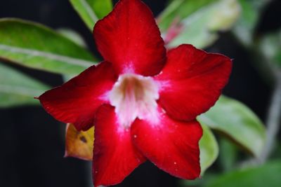 Close-up of red hibiscus blooming outdoors