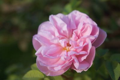 Close-up of pink flower blooming