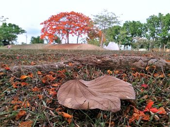 Sunlight falling on dry leaves on land