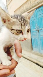 Close-up of hand holding kitten