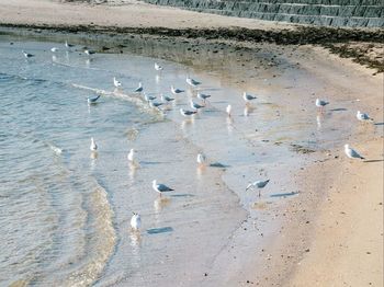 Flock of birds on beach