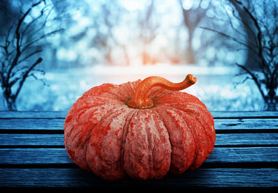 Close-up of pumpkin on bench