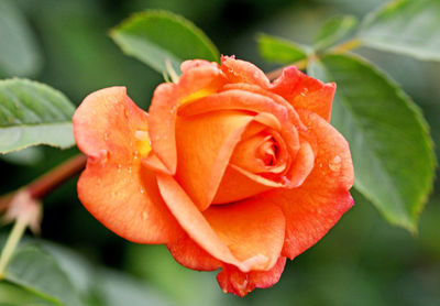 Close-up of orange rose flower