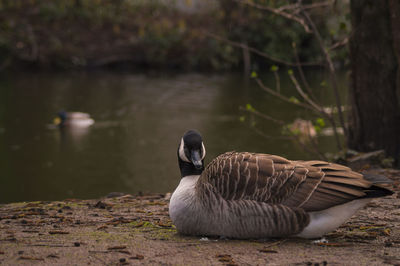 Portrait of canada goose at riverbank