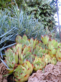 Close-up of prickly pear cactus