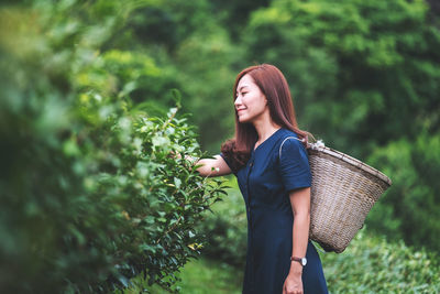 A beautiful asian woman picking tea leaf in a highland tea plantation