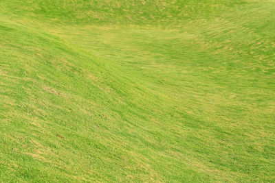 Green grass background