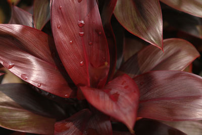 Full frame shot of red lilies