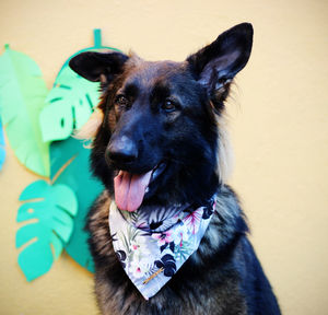 Portrait of black dog