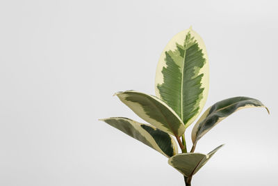 Close-up of plant against white background