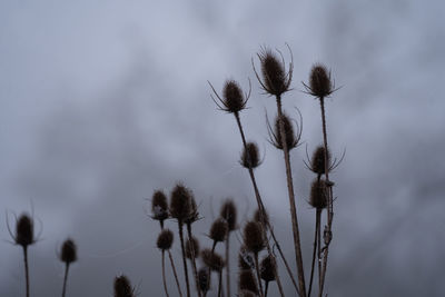 Low angle view of thistle flower against sky