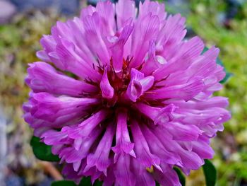 Close-up of pink flowers