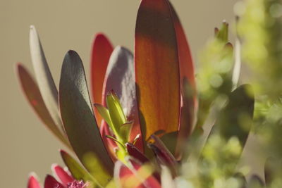 Close-up of flowering plant