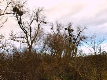 Trees on landscape against sky