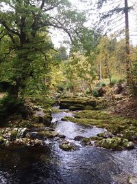 Scenic view of trees