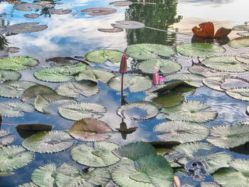 Reflection of trees in pond