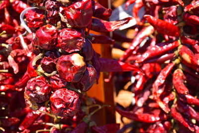 Close-up of red berries