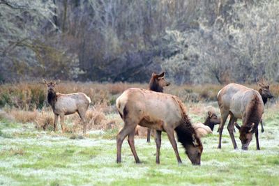 View of animals on field