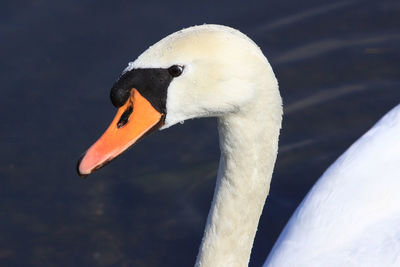 Close-up of swan