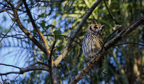 Low angle view of a bird perching on tree