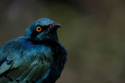 Close-up of a bird