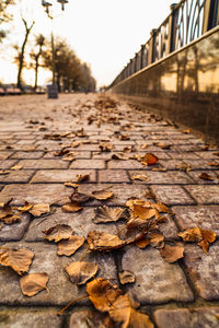 Surface level of dry leaves on footpath