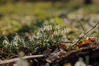 Close-up of small plant on field