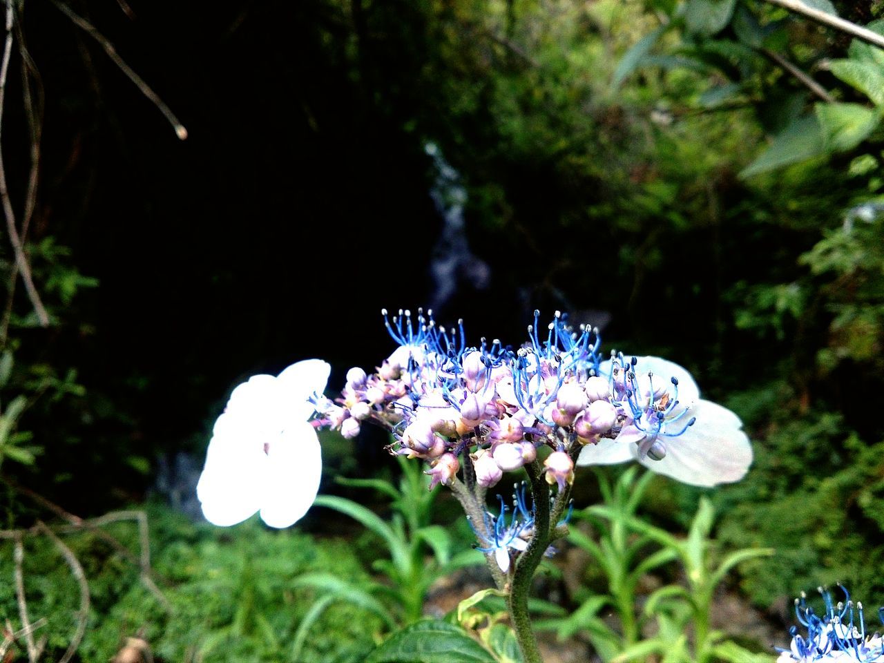 flower, fragility, insect, one animal, growth, plant, animals in the wild, animal themes, focus on foreground, wildlife, beauty in nature, freshness, close-up, nature, petal, blooming, purple, flower head, stem, in bloom