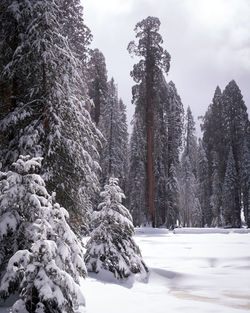 Snow covered pine trees in forest against sky