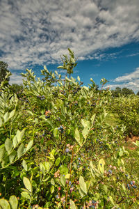Plants growing on field against sky
