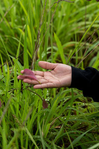 Close-up of mushrooms on grass