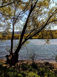 Scenic view of lake by trees against sky