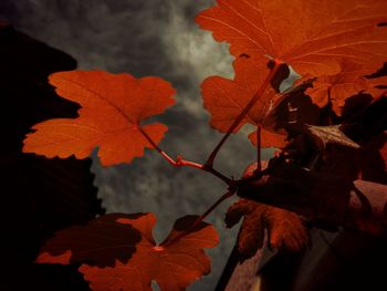 Close-up of maple leaves during autumn